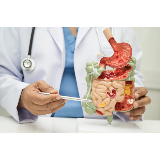 Digestive Health Supplements: Best Options and Benefits - GLOWICA LAB